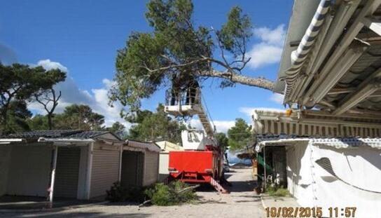 Komunalni redari uklanjali 'opasne' borove na Peškeri
