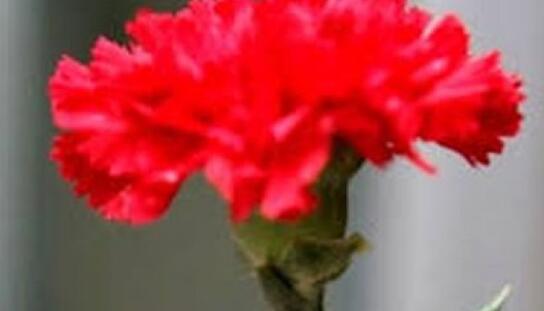 Čestitka gradonačelnika povodom 1. svibnja, Međunarodnog praznika rada