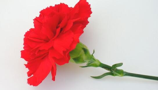 Čestitka gradonačelnika povodom 1. svibnja, Međunarodnog praznika rada