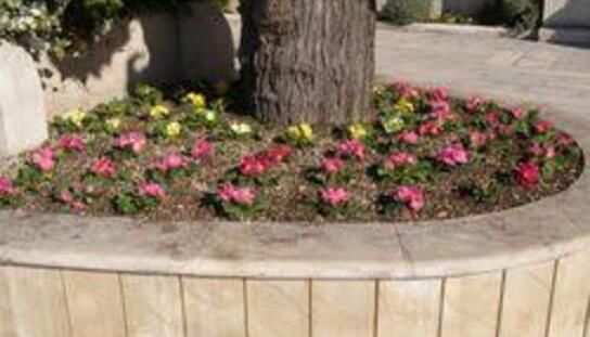 Turistička zajednica grada Makarske 21. travnja građanima dijeli besplatne sadnice cvijeća